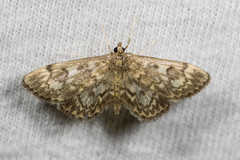 Anania tertialis