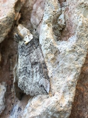 Euthyatira semicircularis