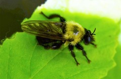 Laphria thoracica