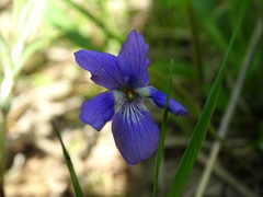 Viola nephrophylla