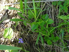 Viola nephrophylla