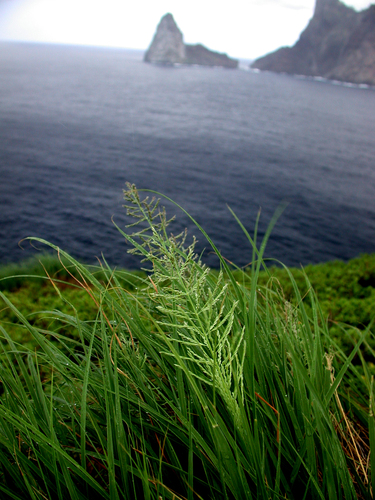 Dinebra xerophila observed 2003-07-21