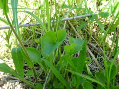Viola nephrophylla