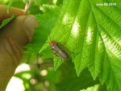 Cantharis soeulensis