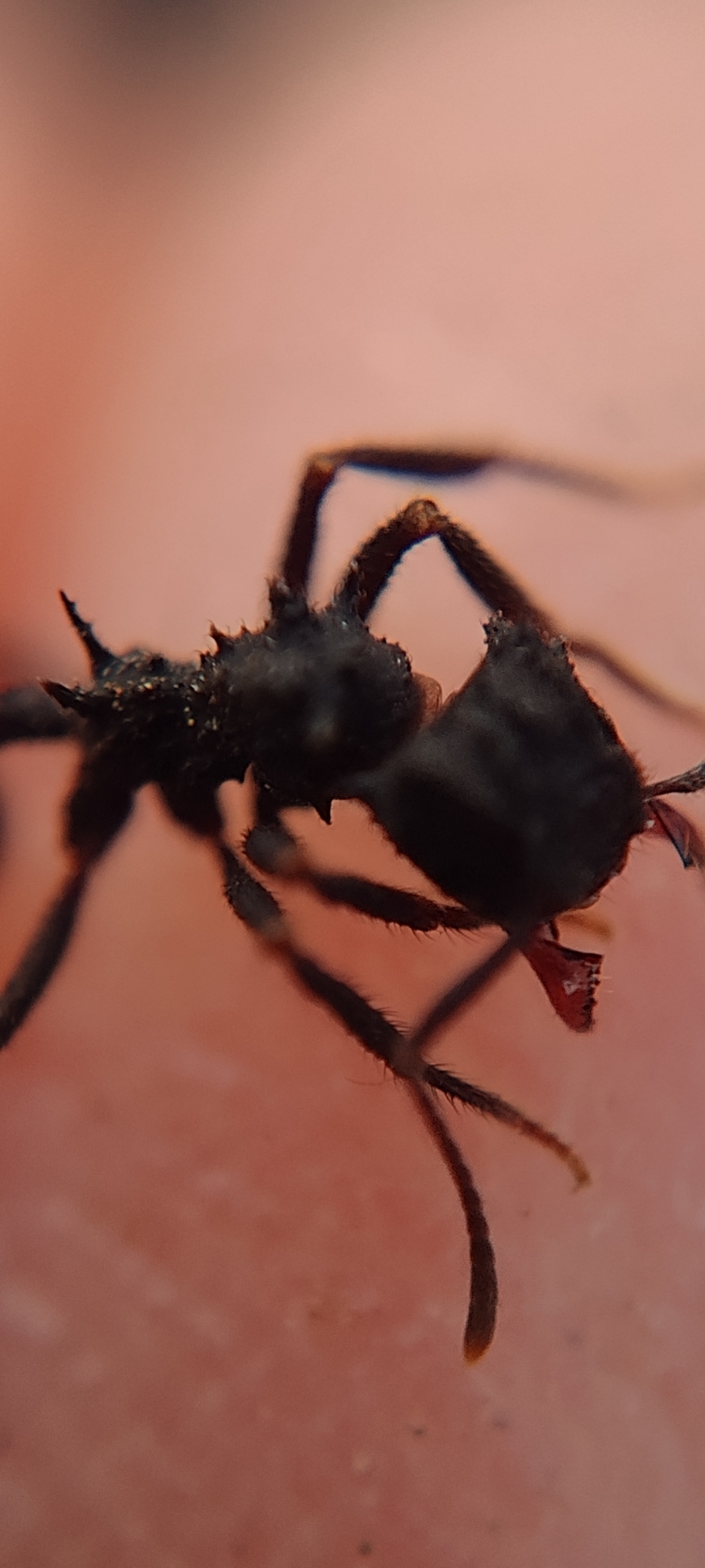 Mycetomoellerius urichii