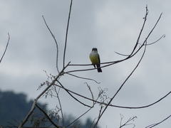 Tyrannus niveigularis