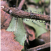 Lamproderma scintillans - Photo (c) lotusgreen,  זכויות יוצרים חלקיות (CC BY-NC-SA)