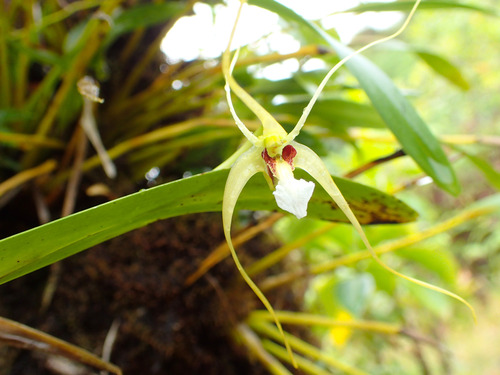Diplocaulobium fililobum (F.Muell.) Kraenzl.