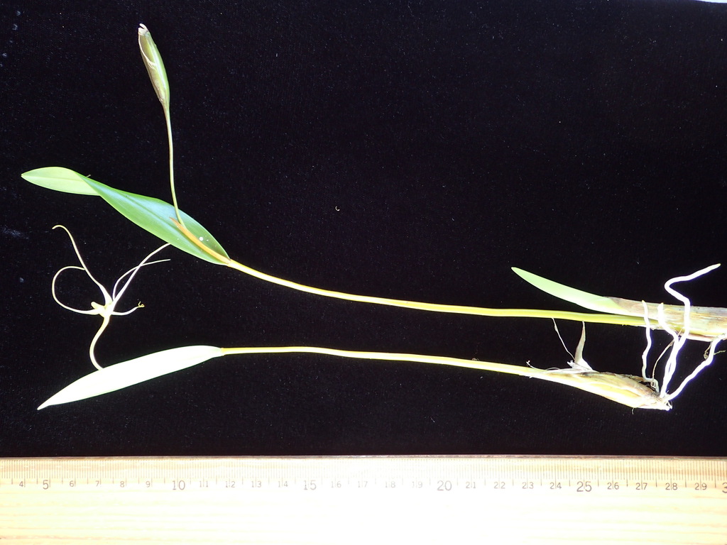 Dendrobium fililobum F.Muell. 2