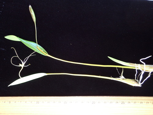 Diplocaulobium fililobum (F.Muell.) Kraenzl. 2