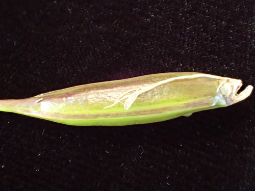 Diplocaulobium fililobum (F.Muell.) Kraenzl. 3