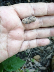 Heterogeomys hispidus