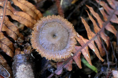 Auriscalpium umbella