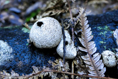 Lycoperdon compactum