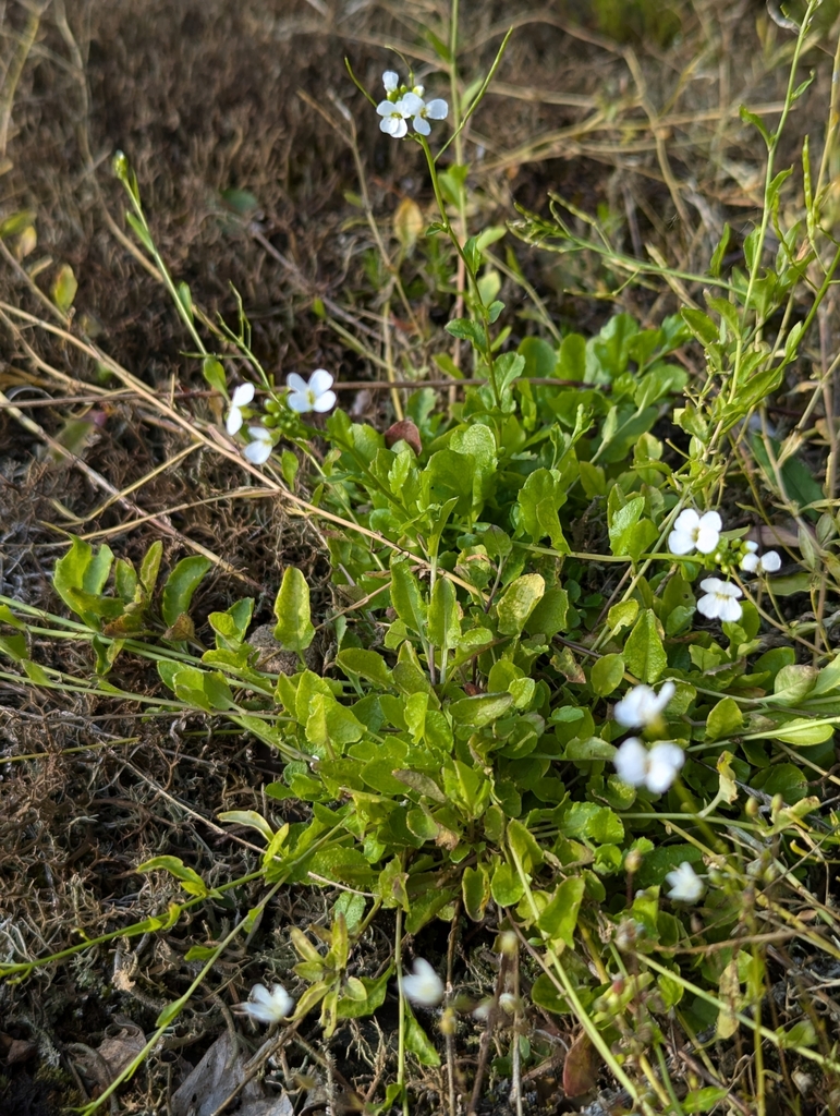 Arabidopsis halleri