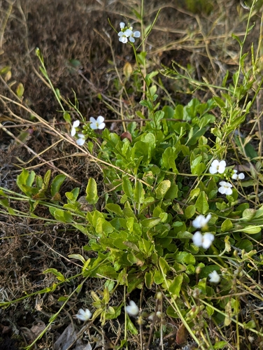 Arabidopsis halleri (L.) O'Kane & Al-Shehbaz