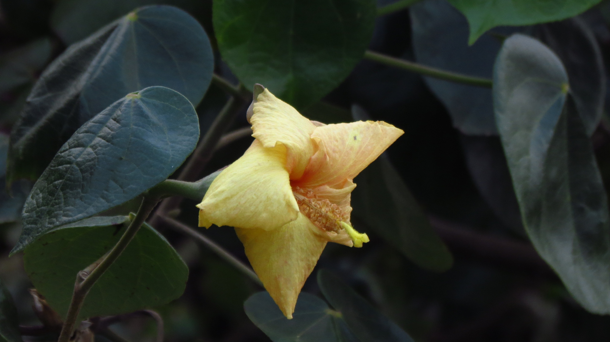 Hibiscus tiliaceus