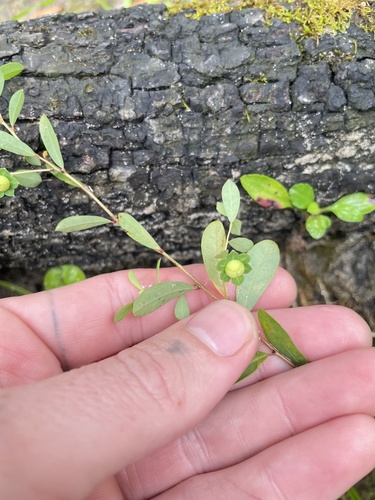 Phyllanthus liebmannianus ssp. platylepis