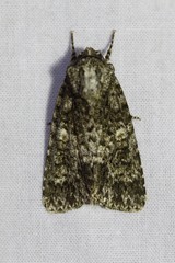 Acronicta afflicta