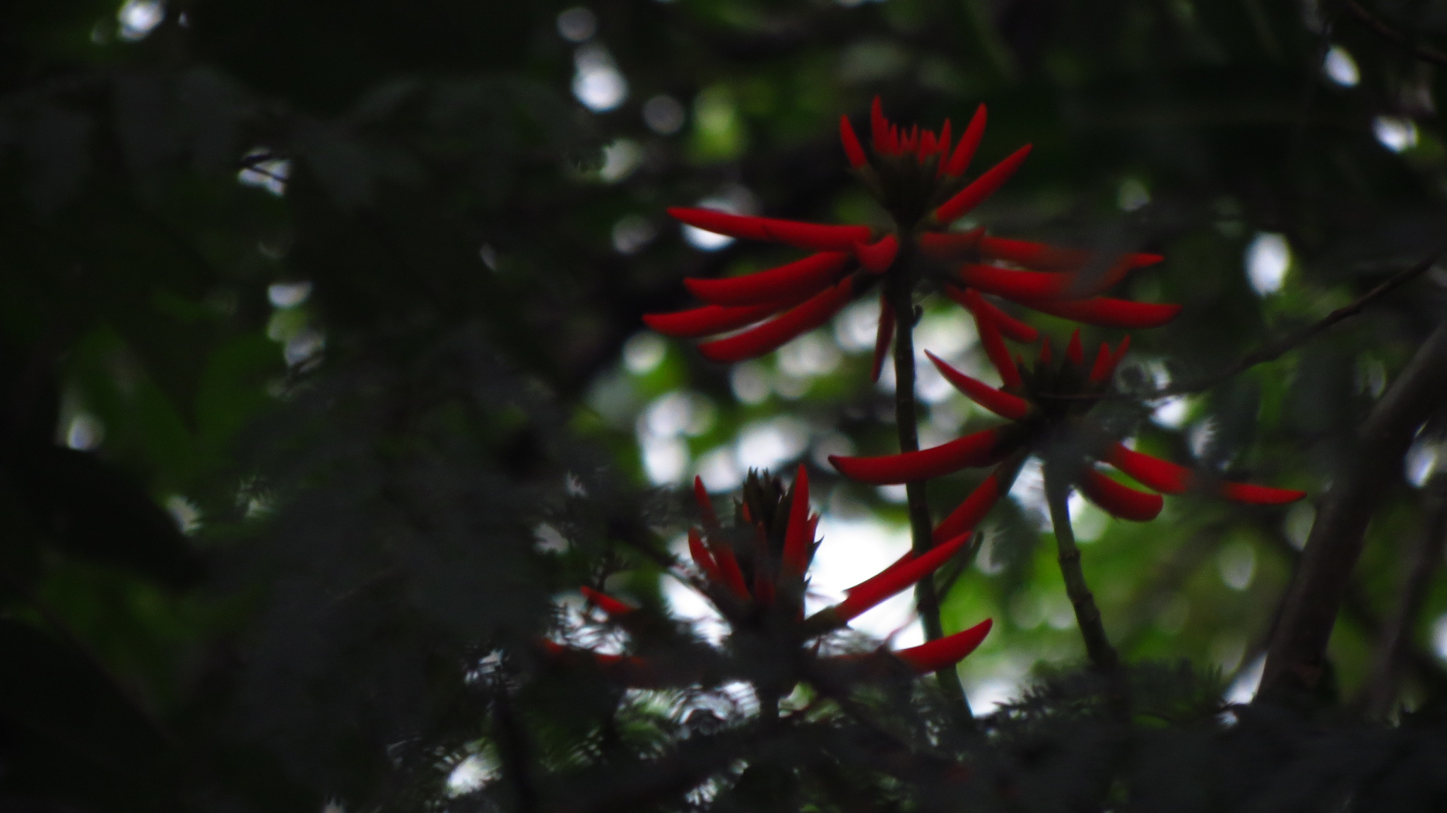 Erythrina speciosa