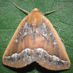 Caripeta aretaria