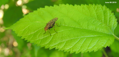 Dryomyzidae