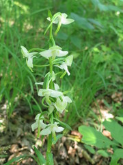 Platanthera densa