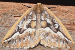 Caripeta aretaria