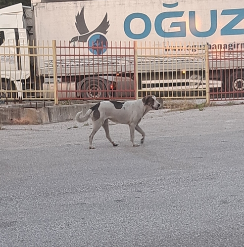 Domestic Dog