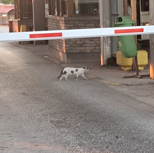 Domestic Cat