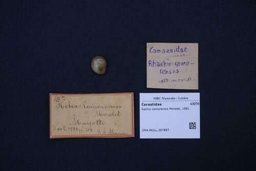 Rhachis comorensis