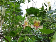 Bignonia potosina
