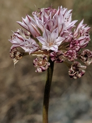 Allium lacunosum