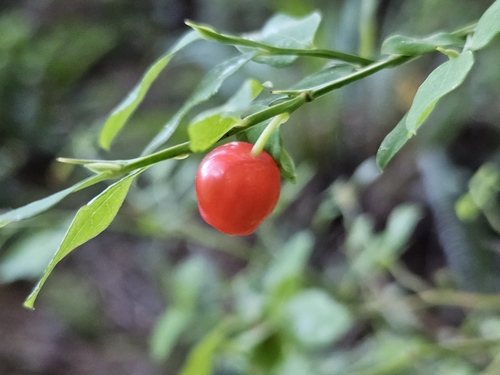 Red Huckleberry