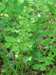 Platanthera densa