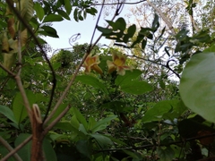 Bignonia potosina