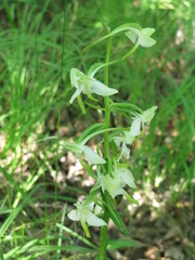 Platanthera densa