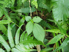 Boehmeria pilosiuscula