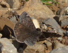 Erynnis juvenalis juvenalis