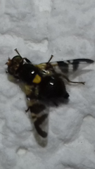 Rhagoletis cerasi