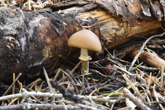 Psathyrella ellenae