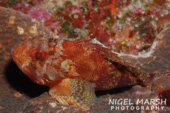 Tinkham's Scorpionfish photo 4