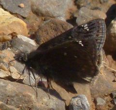 Erynnis juvenalis juvenalis