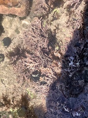 Calliarthron tuberculosum