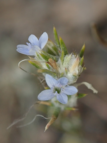 Image of Eriastrum wilcoxii by (c) Cricket Raspet, some rights reserved (CC BY)