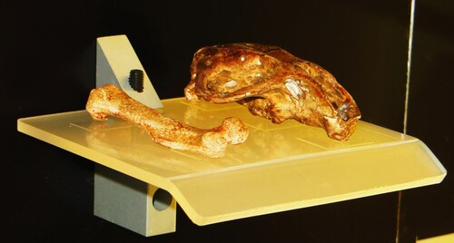 Gran Canaria Giant Rat