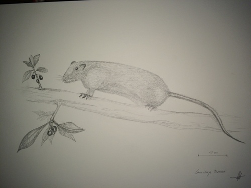 Gran Canaria Giant Rat
