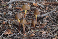 Mycena nivicola