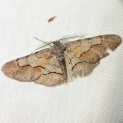 Stenoporpia macdunnoughi