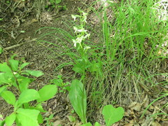 Platanthera densa